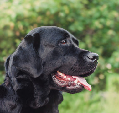 Caring For Your Aging Dog: 5 Tips
