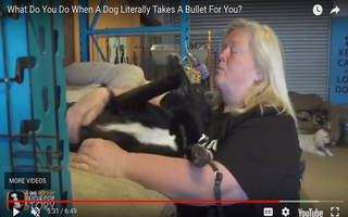 Kyshka’s Legacy: Colleen Combs & Green Dog Rescue Project
