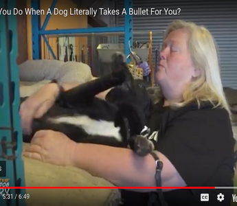 Kyshka’s Legacy: Colleen Combs & Green Dog Rescue Project