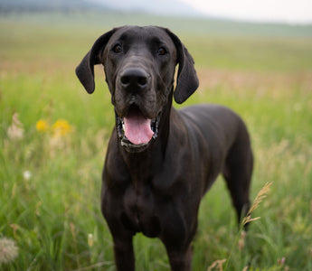 5 Ways to Show Your Pet Love: A Pet Parent's Perspective