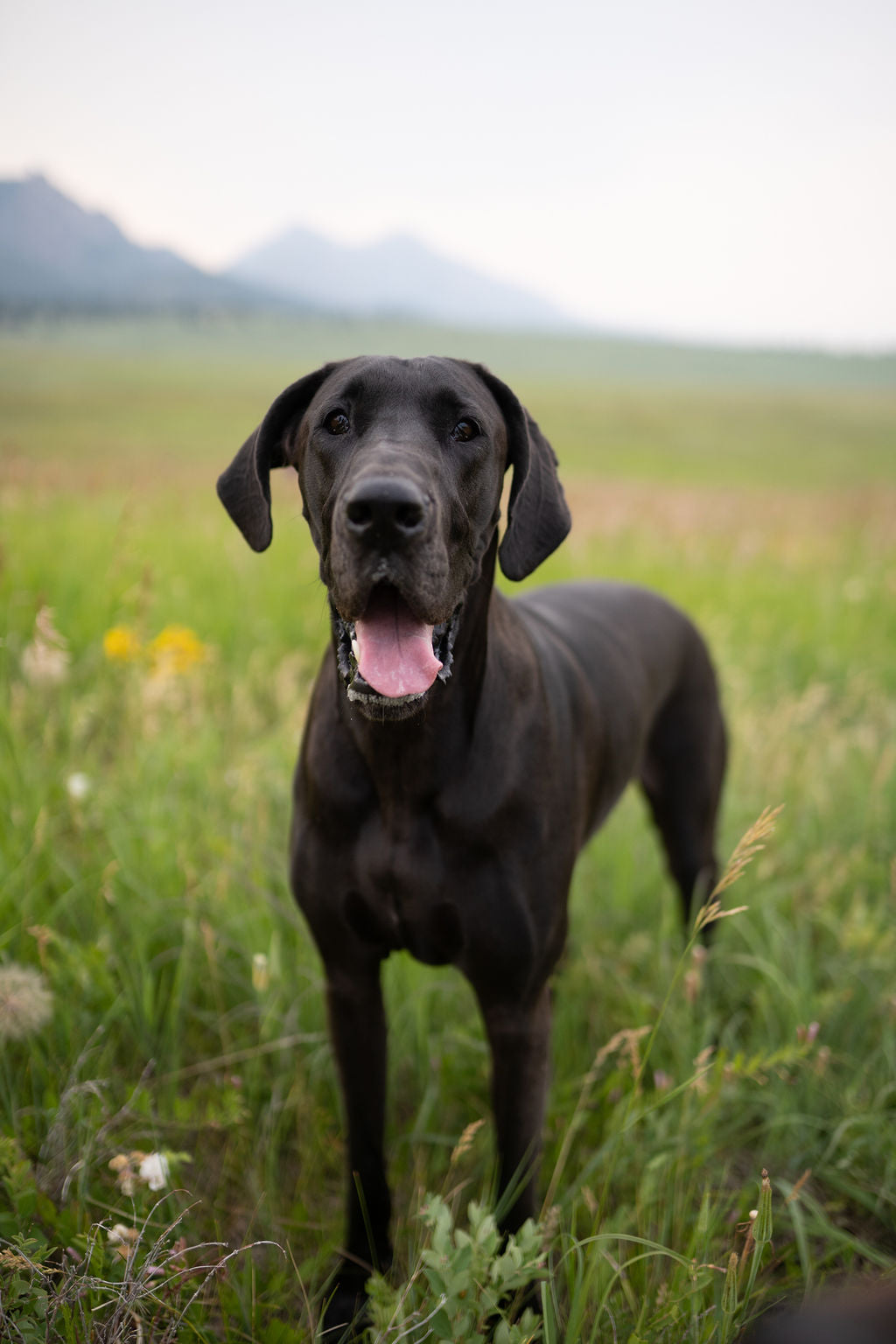 5 Ways to Show Your Pet Love: A Pet Parent's Perspective