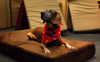 University of Pennsylvania's Ryan Veterinary Hospital Now Using Big Barker Beds!