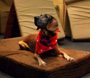 University of Pennsylvania's Ryan Veterinary Hospital Now Using Big Barker Beds!