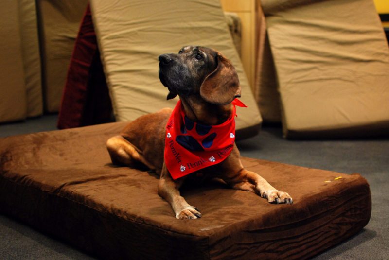University of Pennsylvania's Ryan Veterinary Hospital Now Using Big Barker Beds!