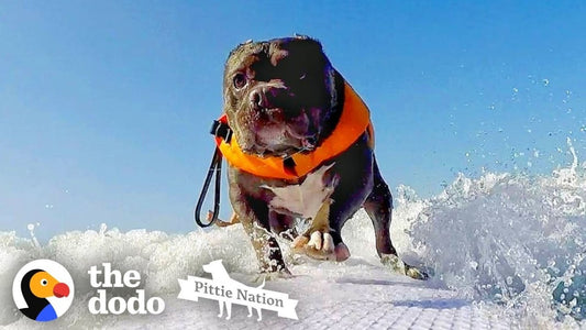 Deaf Pittie Rescued From Dogfighting Becomes Obsessed With Surfing