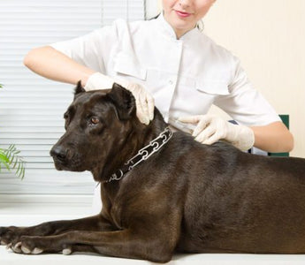 Ask The Vet: Does My Dog Have An ACL Injury?