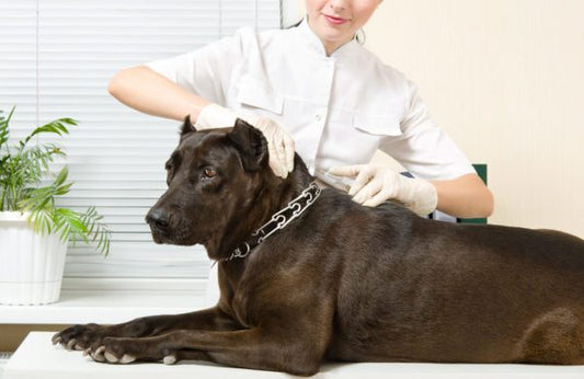 Ask The Vet: Does My Dog Have An ACL Injury?