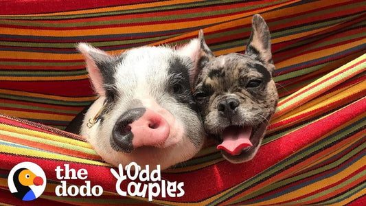 Dog And Pig Are The Cutest, Closest Brothers Ever