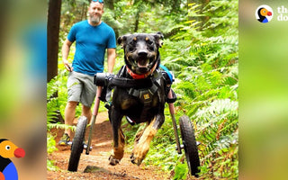 Dog Gets SO Excited To Go Hiking In Her Wheelchair