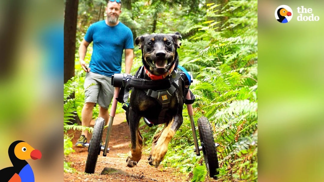 Dog Gets SO Excited To Go Hiking In Her Wheelchair