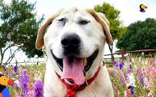 Dog No One Wanted Gets The Absolute Perfect Mom
