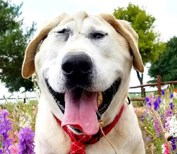 Dog No One Wanted Gets The Absolute Perfect Mom