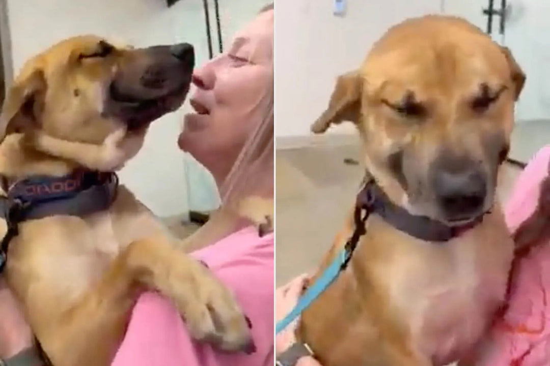 Eugene’s Story From Shelter Pup to Forever Home