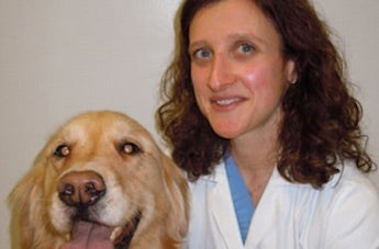 Canine Joint Disease and Pain Management: Big Barker Interviews Penn Vet's Dr. Kimberly Agnello