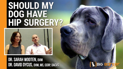 “Should My Dog Have Hip Surgery?”