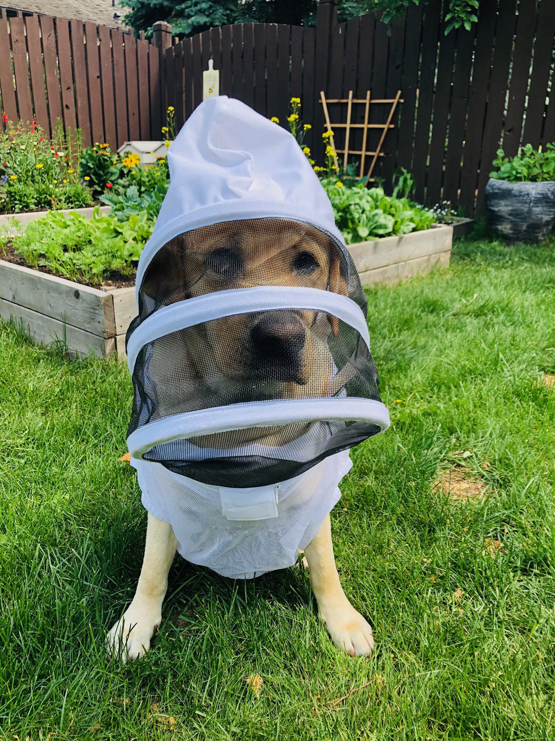 Meet Moose the Beekeeping Dog from Edmonton
