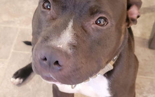 Brave Barkers: Edwards Surgery Recovery
