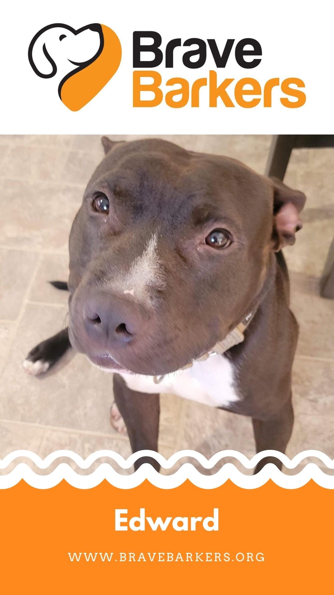 Brave Barkers: Edwards Surgery Recovery