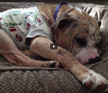 Dog Fighting and the Power of Forgiveness: The Story of King Edwin