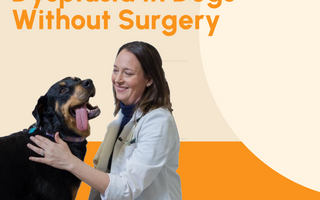 How To Treat Hip Dysplasia In Dogs Without Surgery