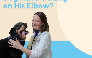 Why Does My Dog Have a Bump on His Elbow?