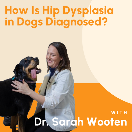 How Is Hip Dysplasia in Dogs Diagnosed?