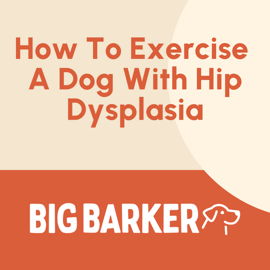 How To Exercise A Dog With Hip Dysplasia