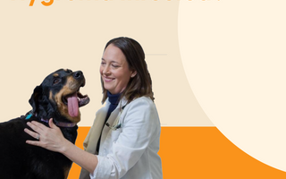 Is My Dog's Hygroma Infected?