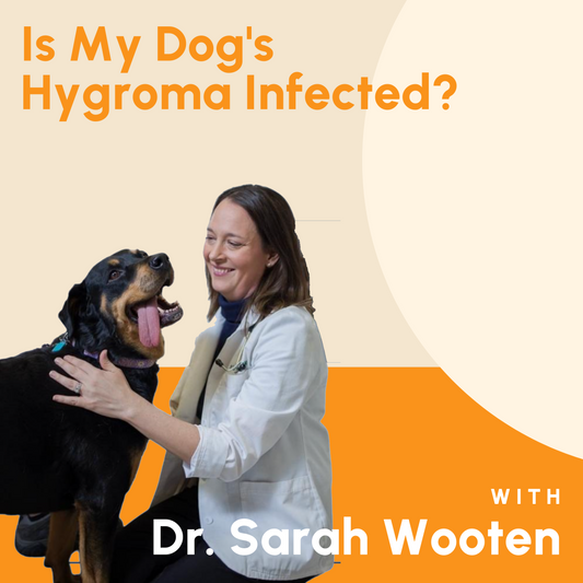 Is My Dog's Hygroma Infected?