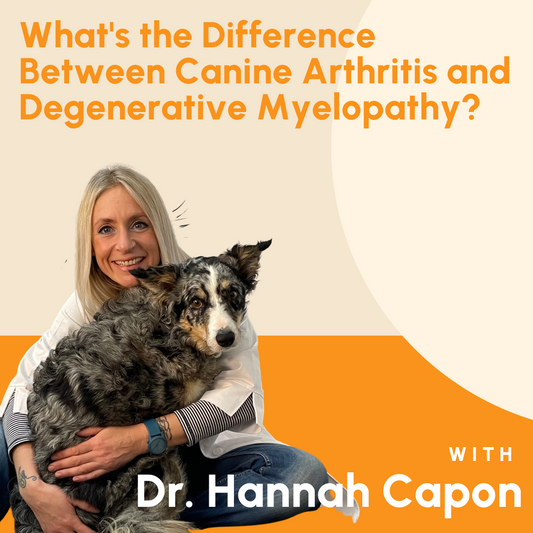 What's the Difference Between Canine Arthritis and Degenerative Myelopathy?