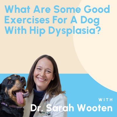 What Are Some Good Exercises For A Dog With Hip Dysplasia?