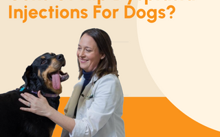 What Are The Pros And Cons Of Hip Dysplasia Injections For Dogs?