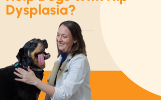Does Glucosamine Help Dogs With Hip Dysplasia?