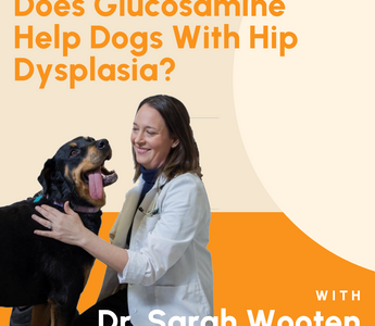 Does Glucosamine Help Dogs With Hip Dysplasia?