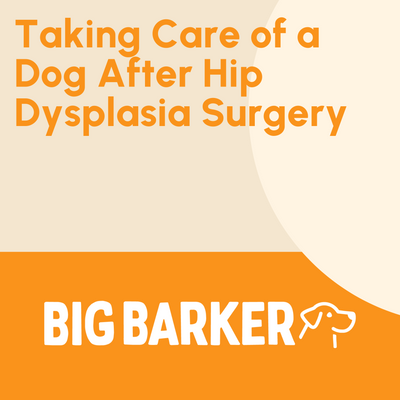 Taking Care of a Dog After Hip Dysplasia Surgery