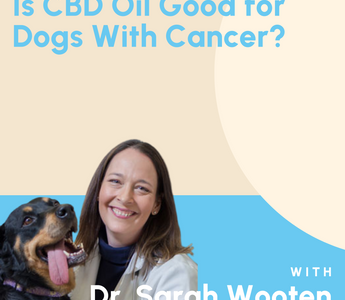 Is CBD Oil Good for Dogs With Cancer?