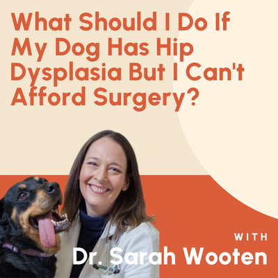 What Should I Do If My Dog Has Hip Dysplasia But I Can't Afford Surgery?
