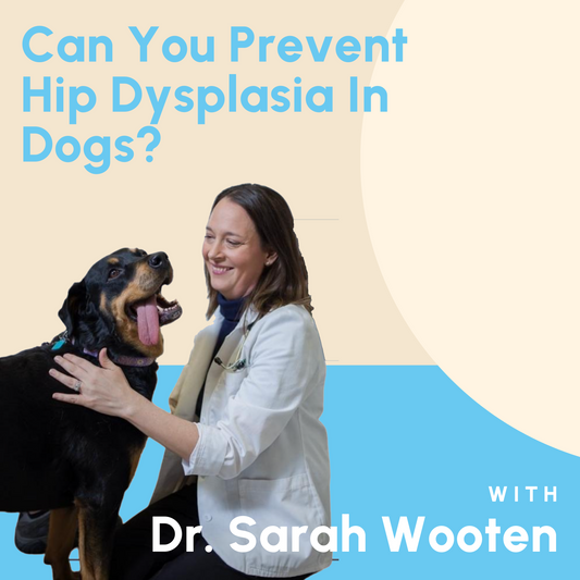 Can You Prevent Hip Dysplasia In Dogs?