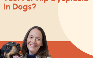 What Is The Ortolani Test For Hip Dysplasia In Dogs?