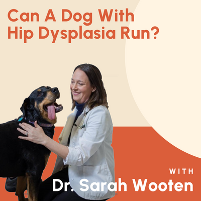 Can A Dog With Hip Dysplasia Run?
