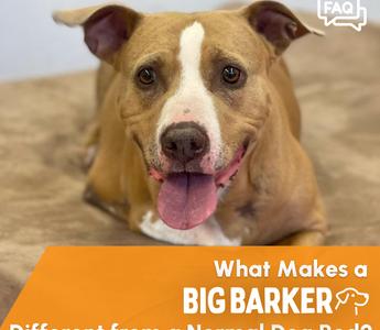 What is the difference between a Big Barker Bed and a normal dog bed?