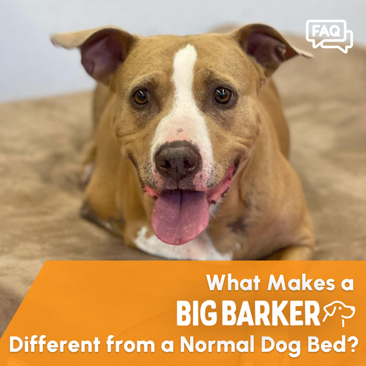 What is the difference between a Big Barker Bed and a normal dog bed?
