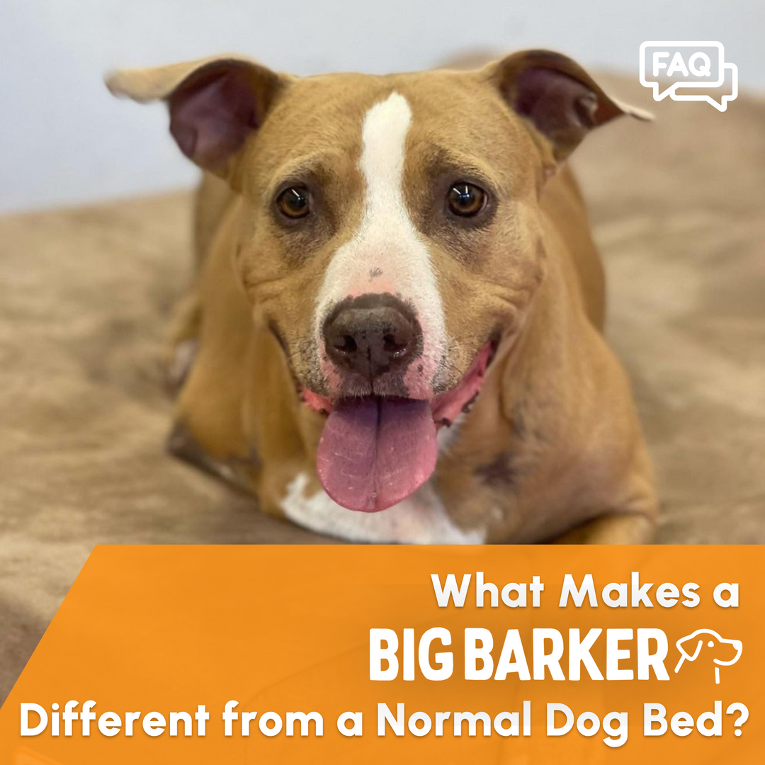 What is the difference between a Big Barker Bed and a normal dog bed?