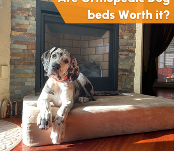 Are Orthopedic Dog Beds Worth It?