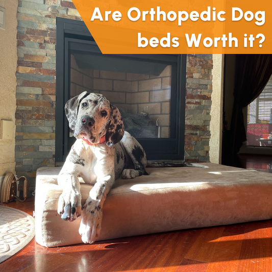Are Orthopedic Dog Beds Worth It?