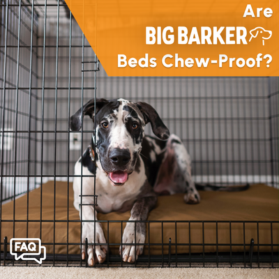 Are Big Barker Beds Chew-Proof?
