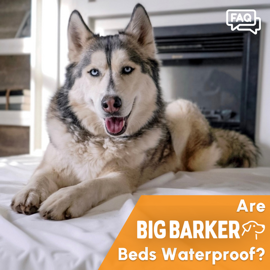 Are Big Barker Beds Waterproof?