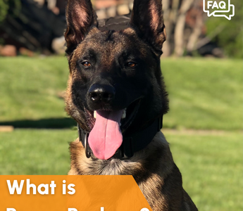 What is Brave Barkers?