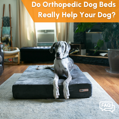 Do Orthopedic Beds Really Help Your Dog?