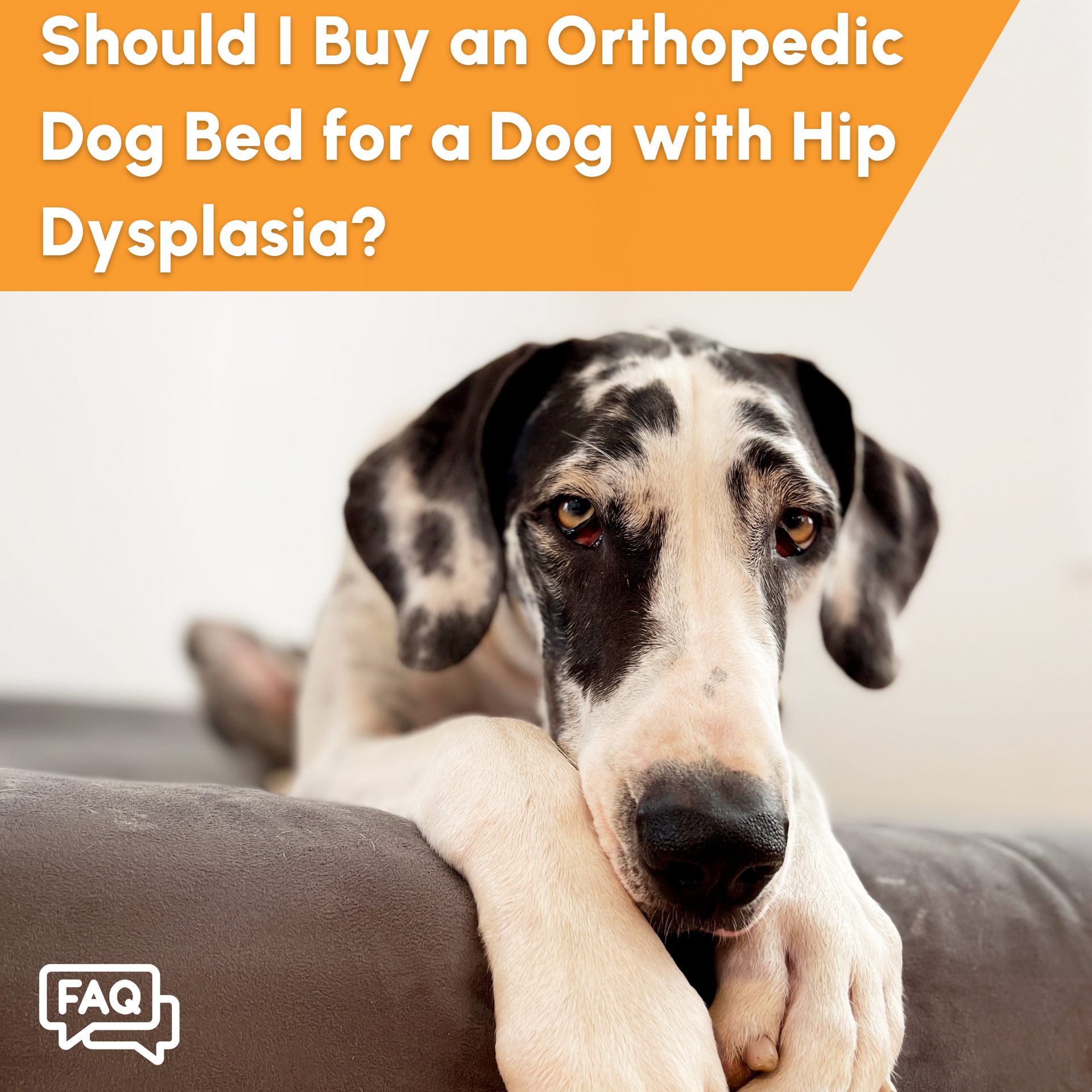 Should I Buy An Orthopedic Bed For A Dog With Hip Dysplasia Big Barker